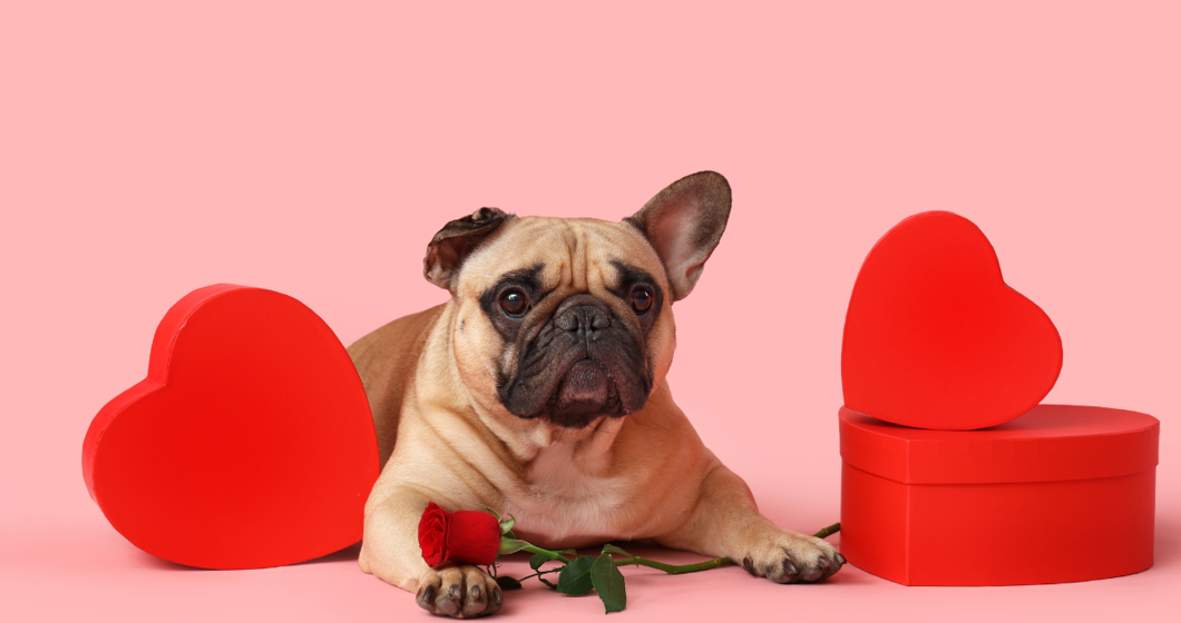 Pug with heart boxes